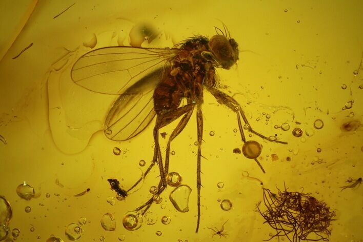 Detailed Fossil Fly (Diptera) In Baltic Amber #145401